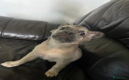 French Bulldog dogs for sale: Fluffy french bulldogs  - Image 4
