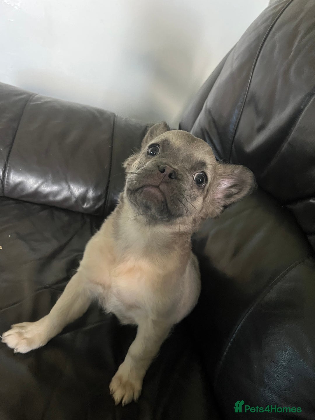 French Bulldog dogs for sale: Fluffy french bulldogs  - Image 4