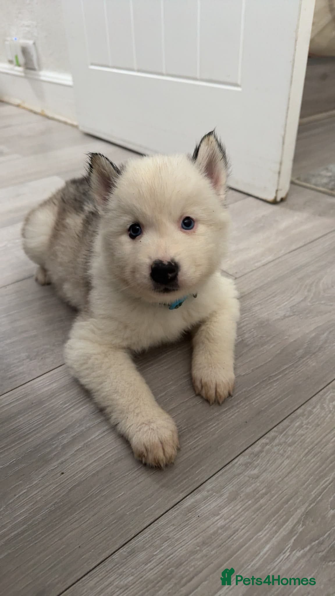 Siberian Husky dogs for sale: Beautiful Siberian Huskies  - Advert 2