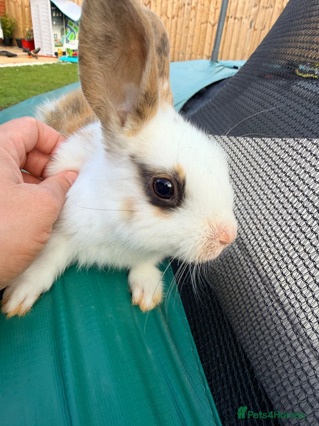 Mixed Breed rabbits for sale: Bunnies  in Newark - Advert 1