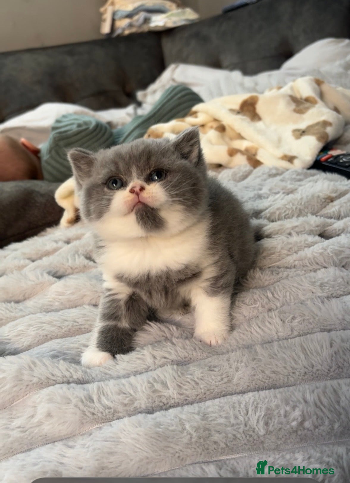 British Shorthair cats Beautiful chunky British blue boy  - Advert 1
