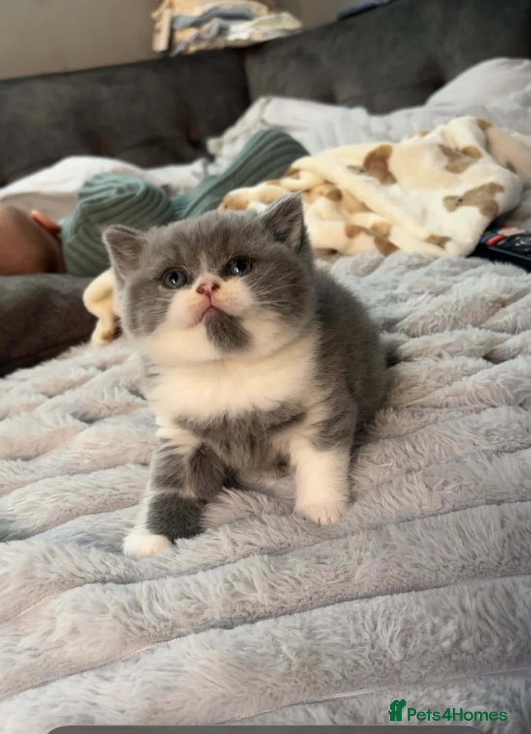 British Shorthair cats for sale: Beautiful chunky British blue boy  - Advert 1