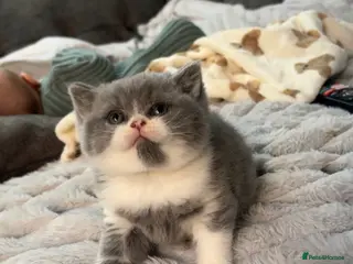 British Shorthair cats Beautiful chunky British blue boy - Advert 5