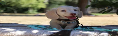 Miniature Dachshund 2