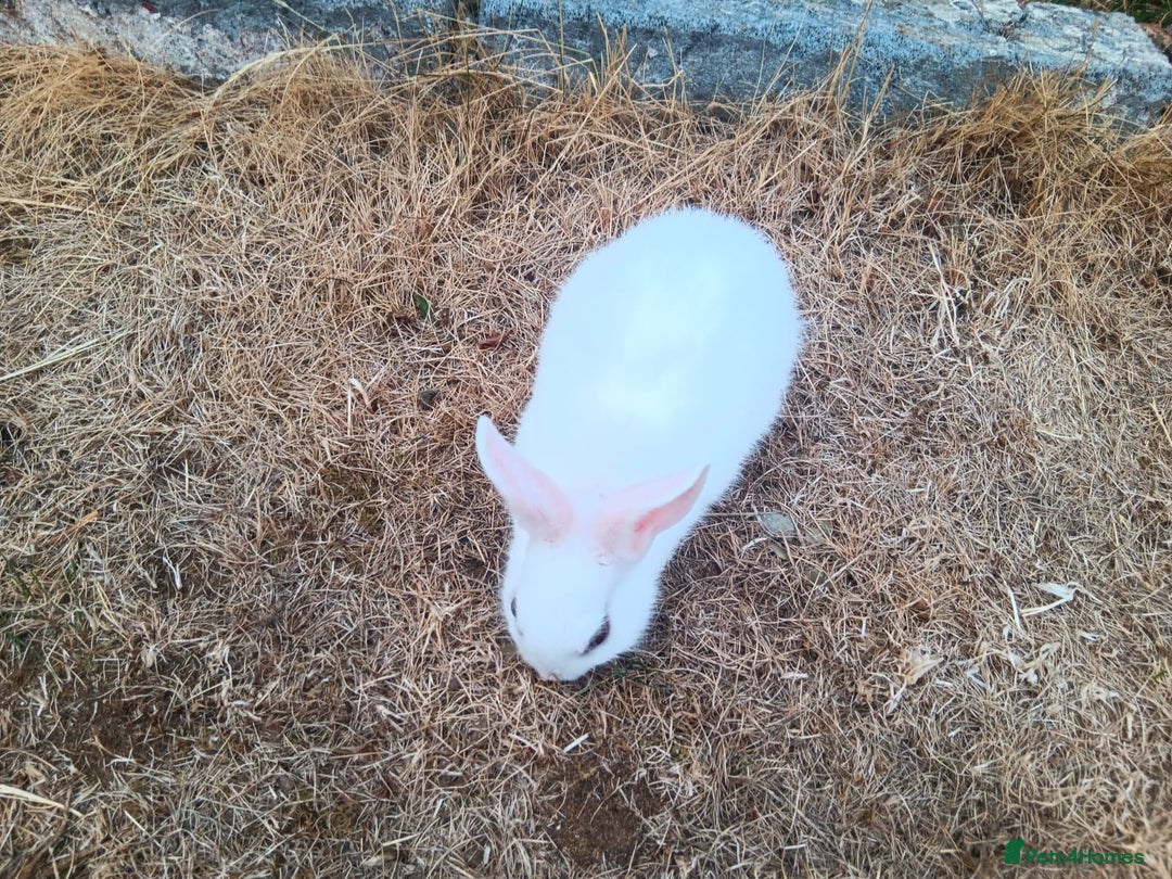Netherland Dwarf rabbits for sale: Selling 1 nerherland dwarf girl bunny with cage  - Image 2