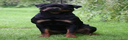 Rottweiler dogs for sale: Excellent Pedigree Dog Puppy - Advert 7