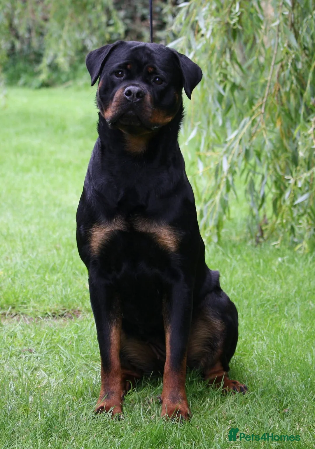 Rottweiler dogs for sale: Excellent Pedigree Dog Puppy - Advert 7