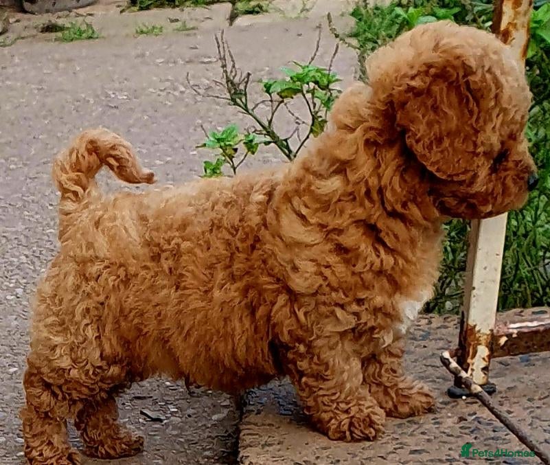 Maltipoo dogs for sale: F1 multipoo toy puppies  - Advert 2