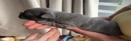 French Bulldog dogs for sale: French bulldog puppies  in Leeds - Advert 2