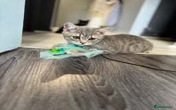 British Shorthair cats for sale: BSH kitten classic & chinchilla bloodline - Image 32