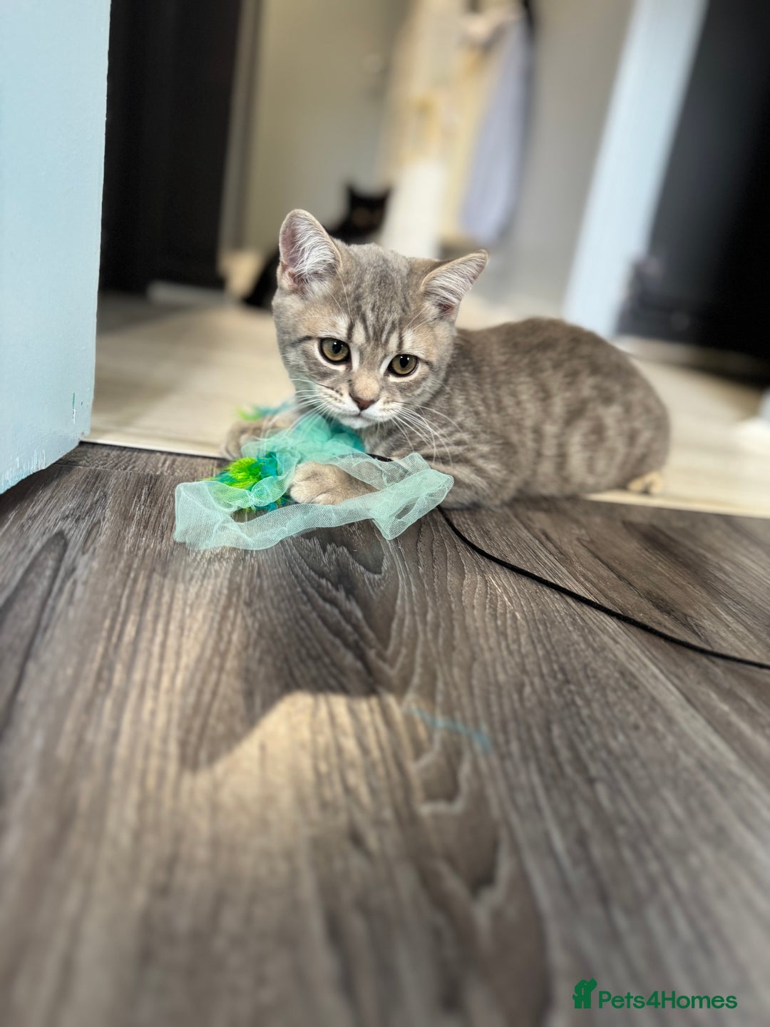 British Shorthair cats for sale: BSH kitten classic & chinchilla bloodline - Image 32