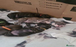 Mixed Breed dogs for sale: 8 Puppies - 3/4 blue staff 1/4 whipit  in Cradley Heath - Image 21
