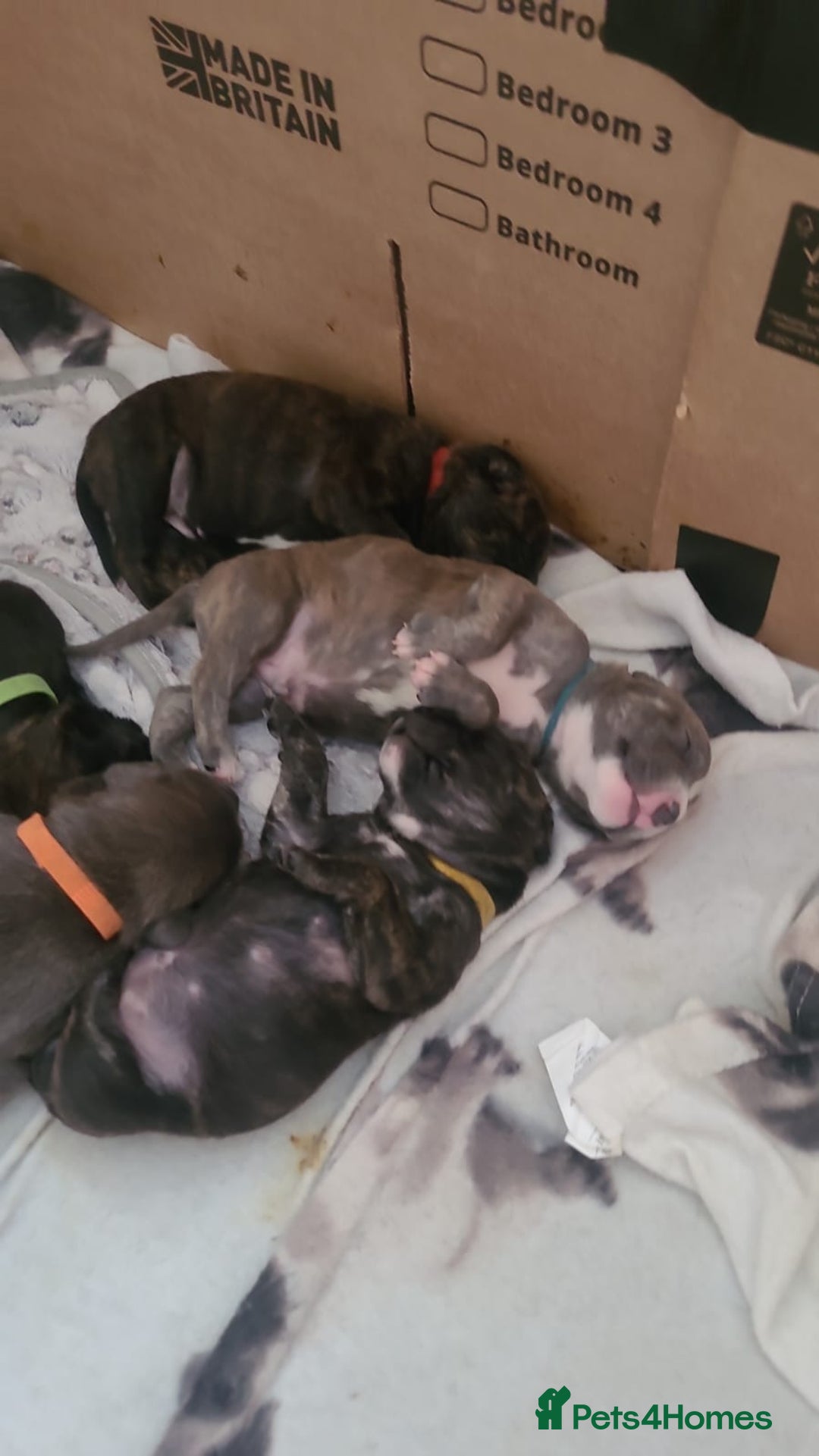 Mixed Breed dogs for sale: 8 Puppies - 3/4 blue staff 1/4 whipit  in Cradley Heath - Image 21