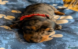 Dachshund dogs for sale: Dachshund Puppies - Image 8