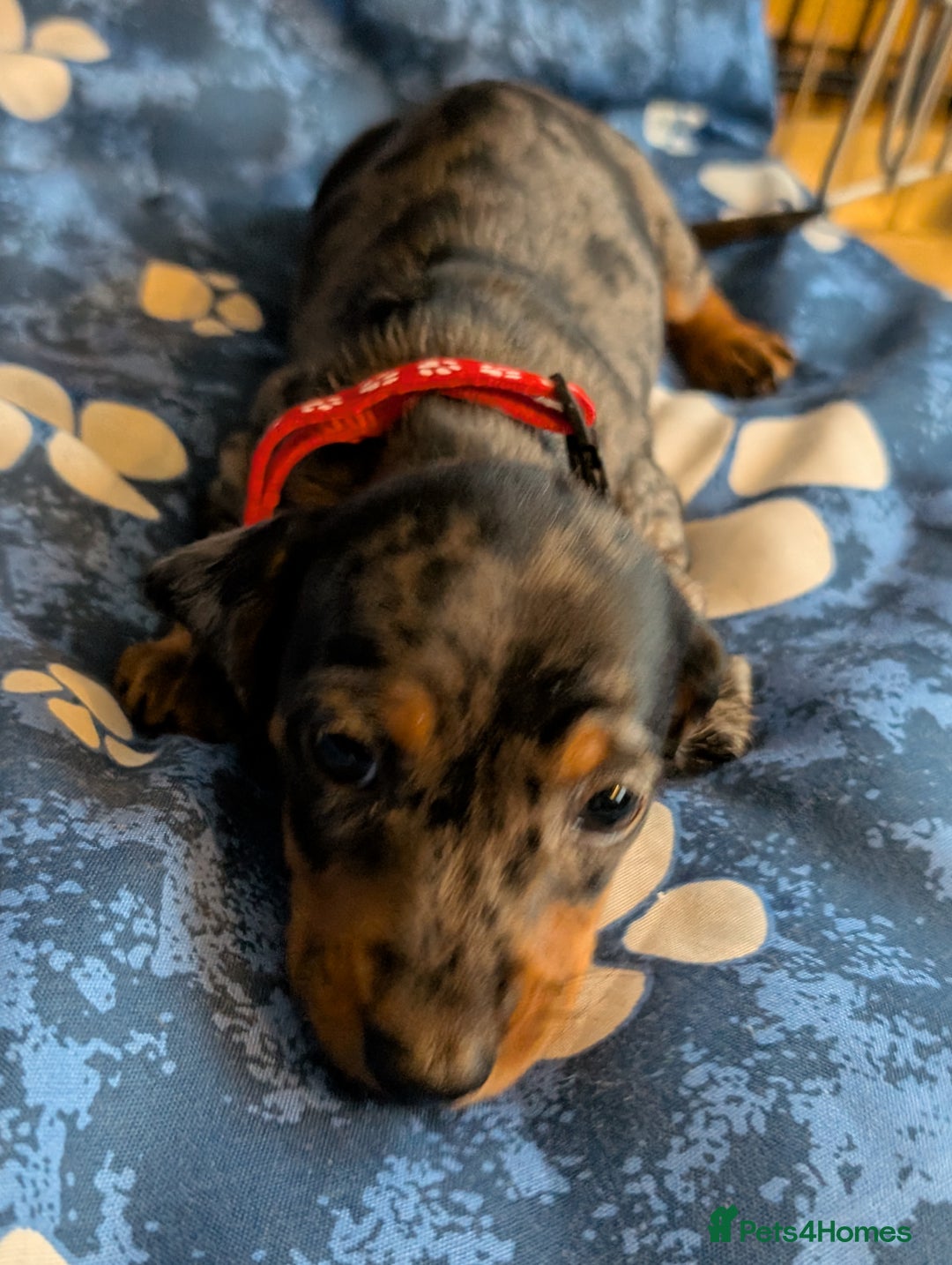 Dachshund dogs for sale: Dachshund Puppies - Image 8