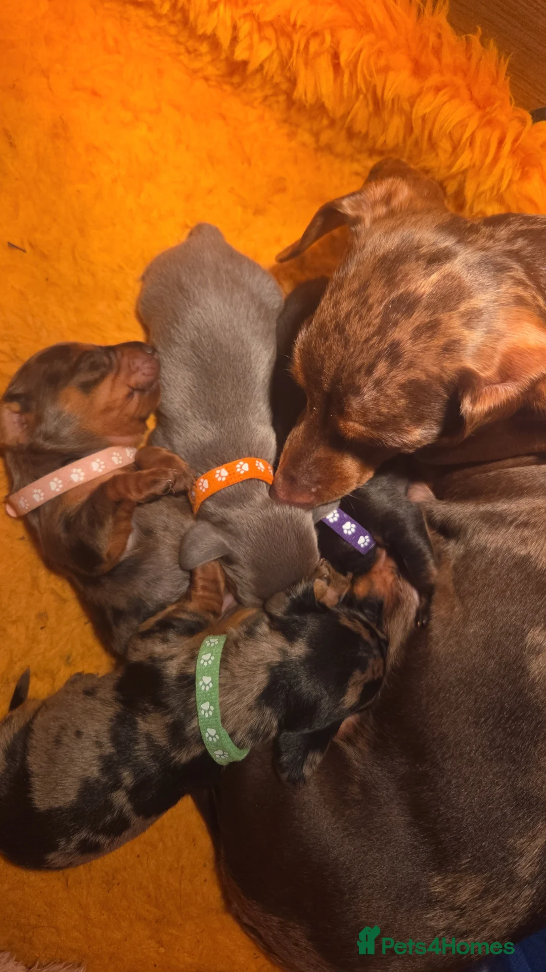 Miniature Dachshund dogs for sale: Miniature Dachshund puppies  - Advert 13
