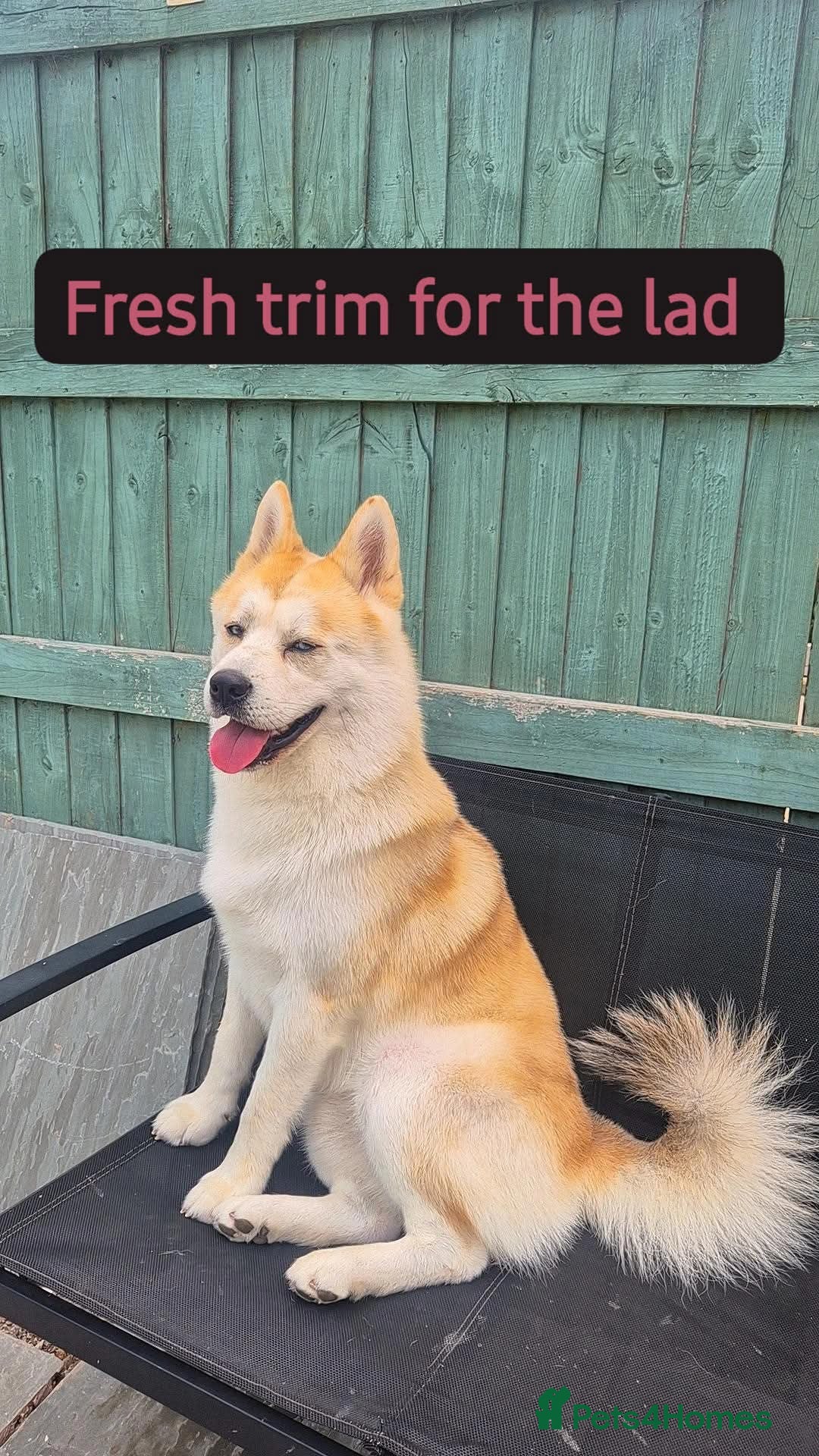 Mixed Breed dogs Female cane corso an our mal husky cross chow chow - Advert 2