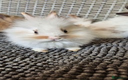 Lionhead rabbits for sale: Double Maned Lionhead Bunnies  - Image 6