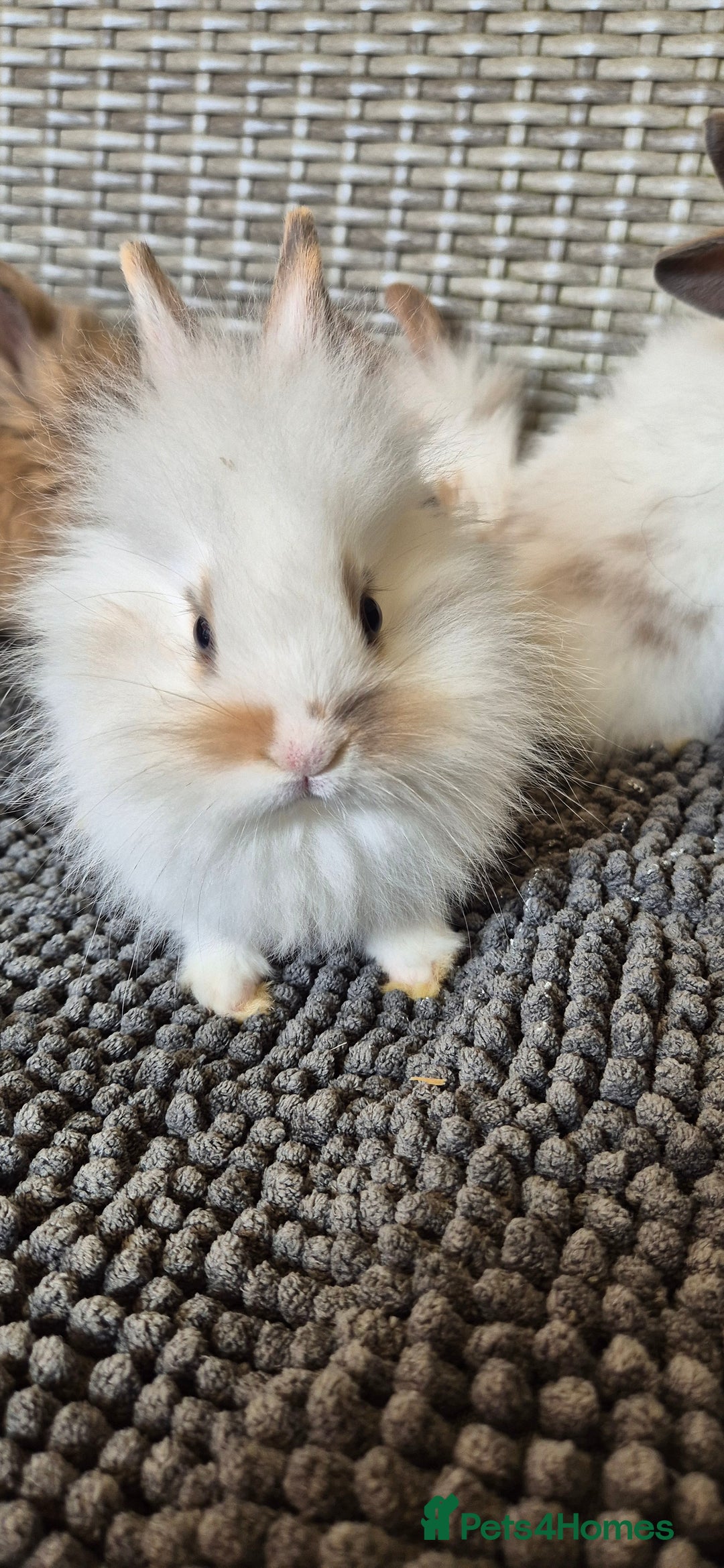 Lionhead rabbits for sale: Double Maned Lionhead Bunnies  - Image 6