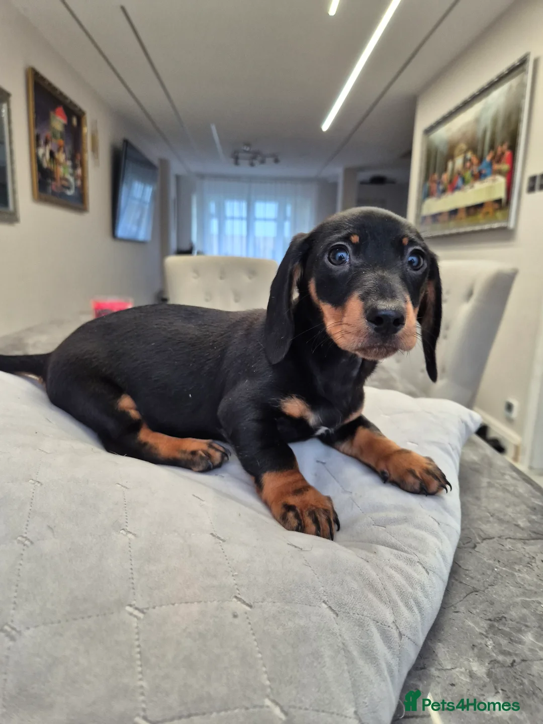 Dachshund dogs for sale: 💙 Miniature Dachshund Boy!💙 - Advert 22