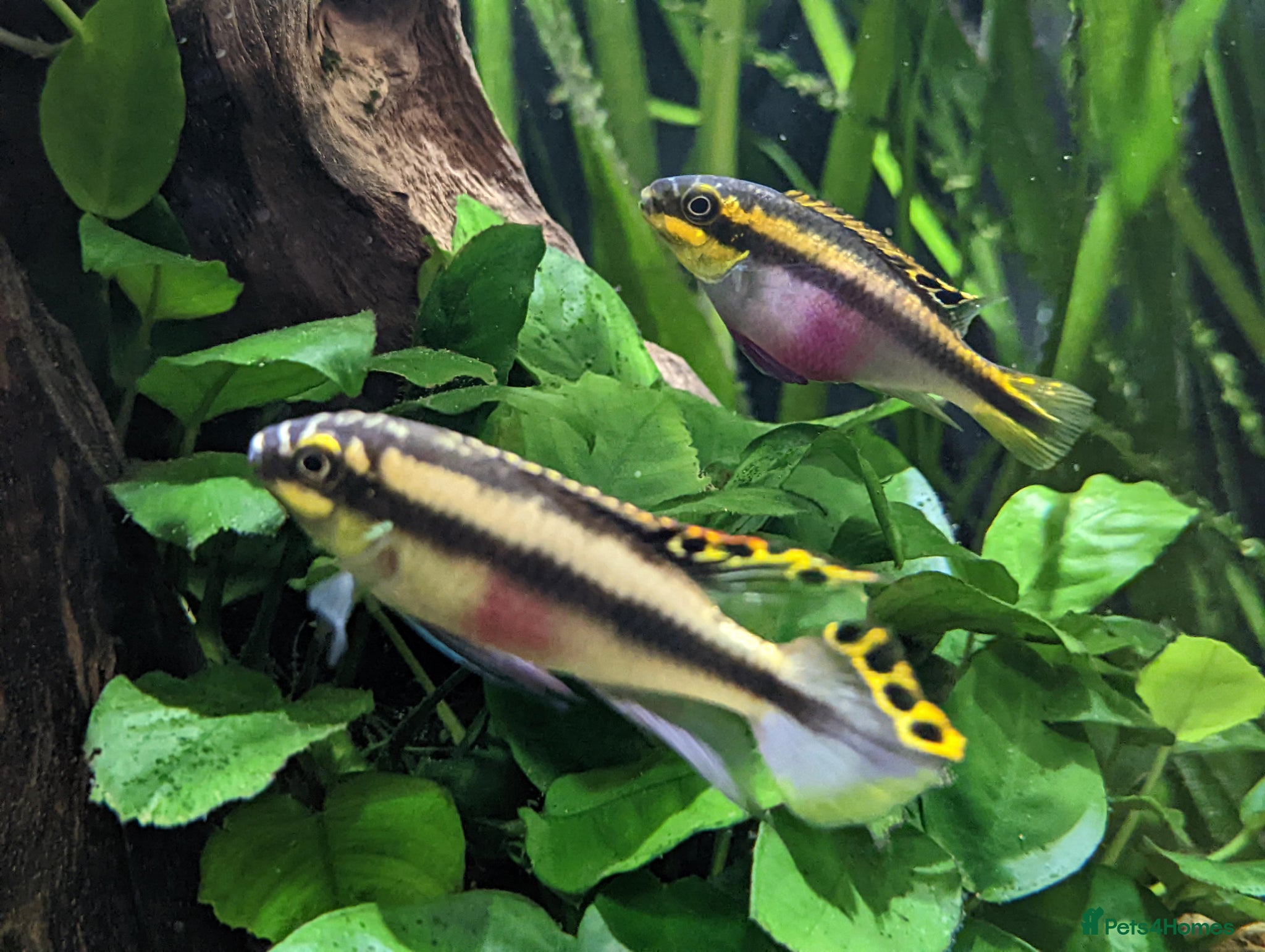 Angelfish fish Pair of breeding Kribensis plus others - Advert 14