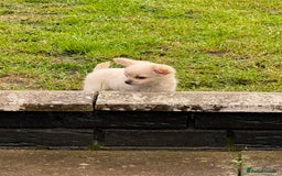 Chihuahua dogs for sale: Chihuahua white long hair  - Image 1
