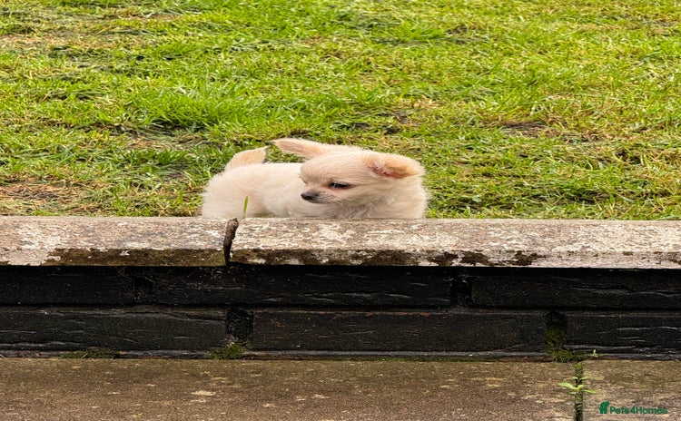 Chihuahua dogs - Advert 3