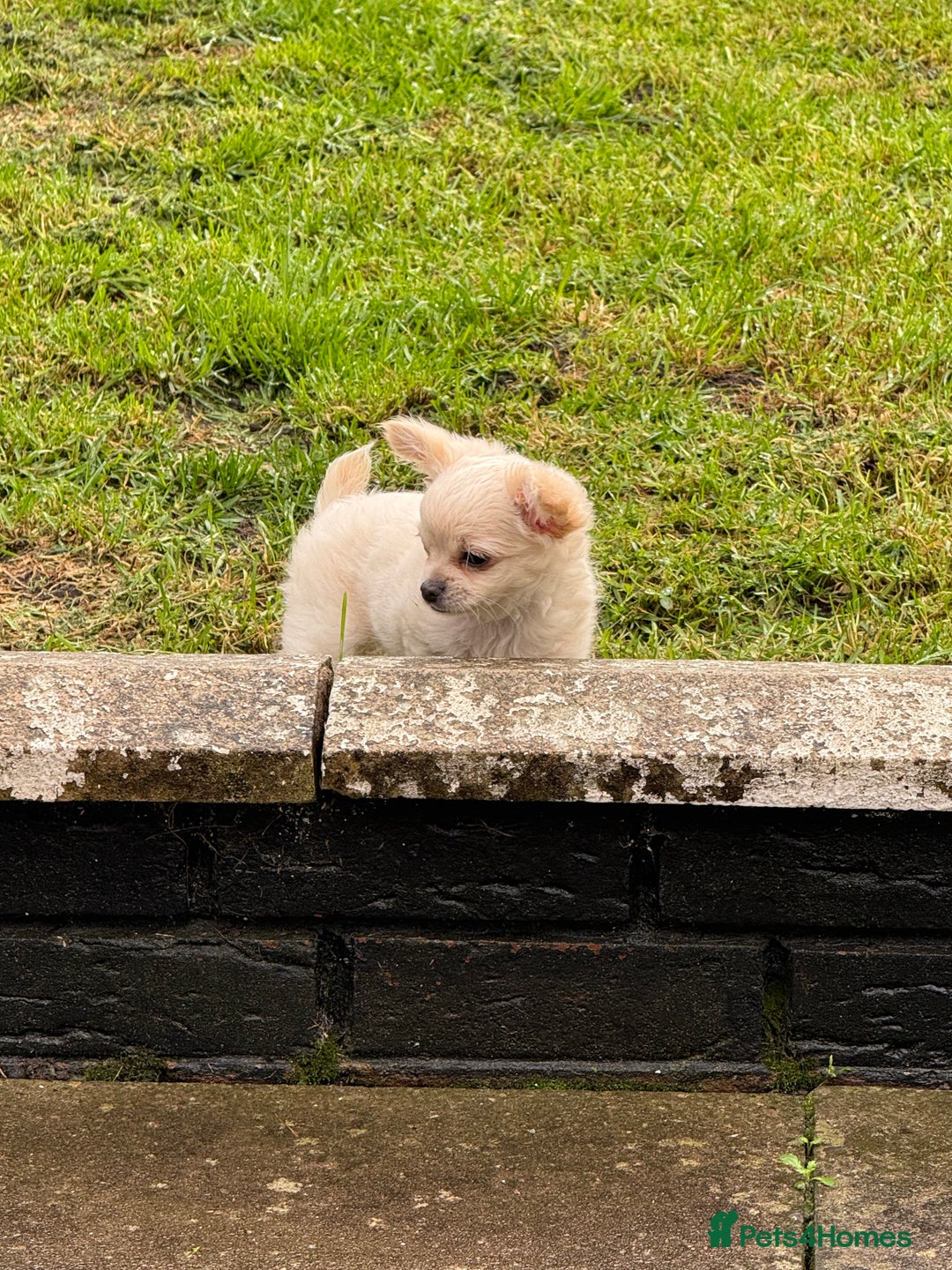 Chihuahua dogs for sale: Chihuahua white long hair  - Image 1