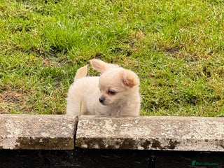 Chihuahua dogs - Advert 2