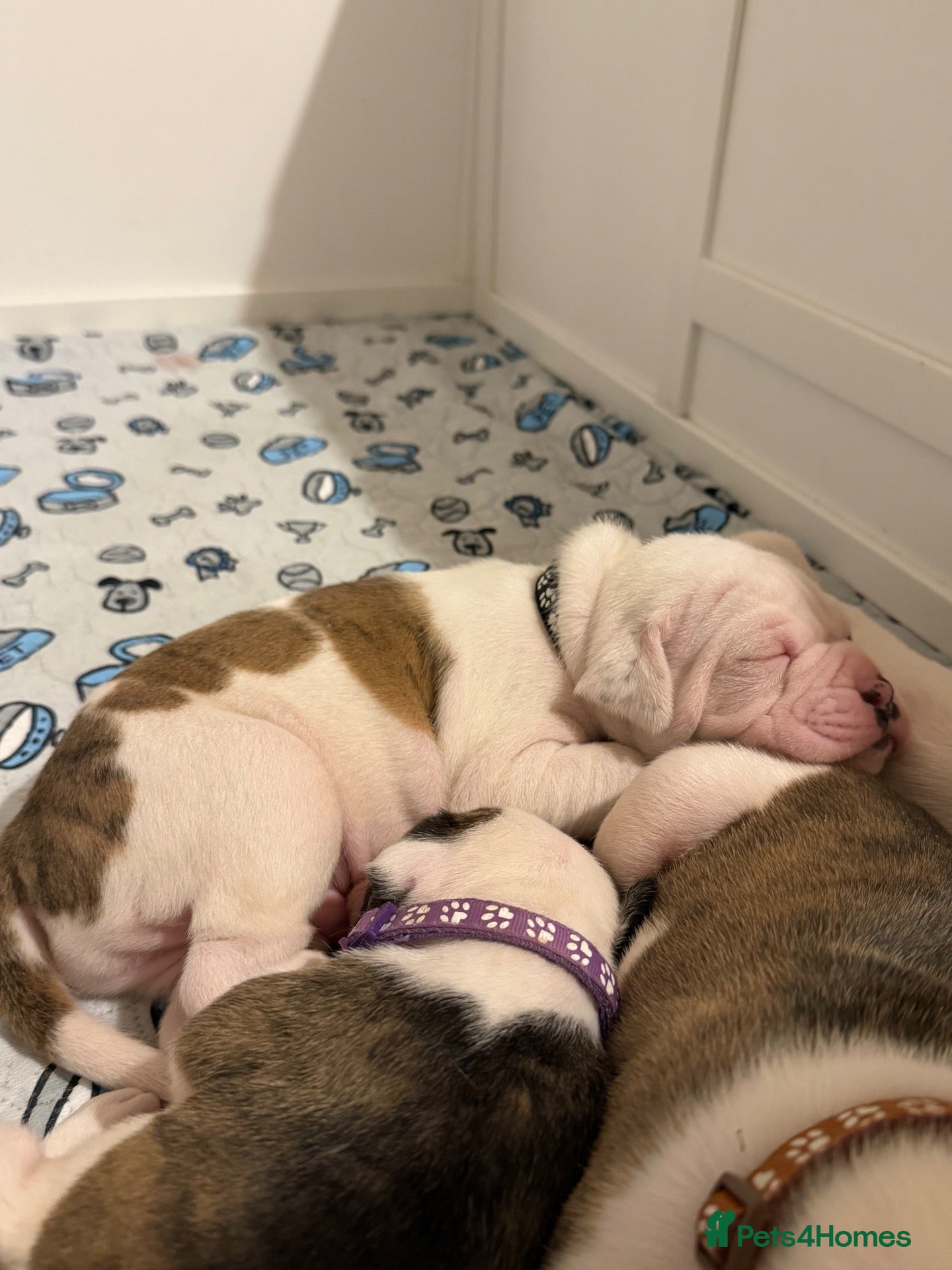American Bulldog dogs American Bulldog Puppies.  - Advert 6