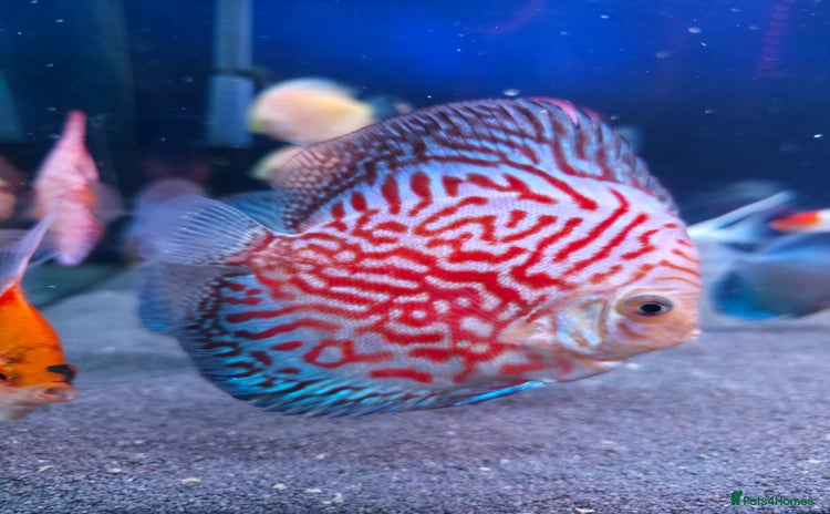 Discus fish - Advert 6