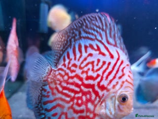 Discus fish - Advert 5