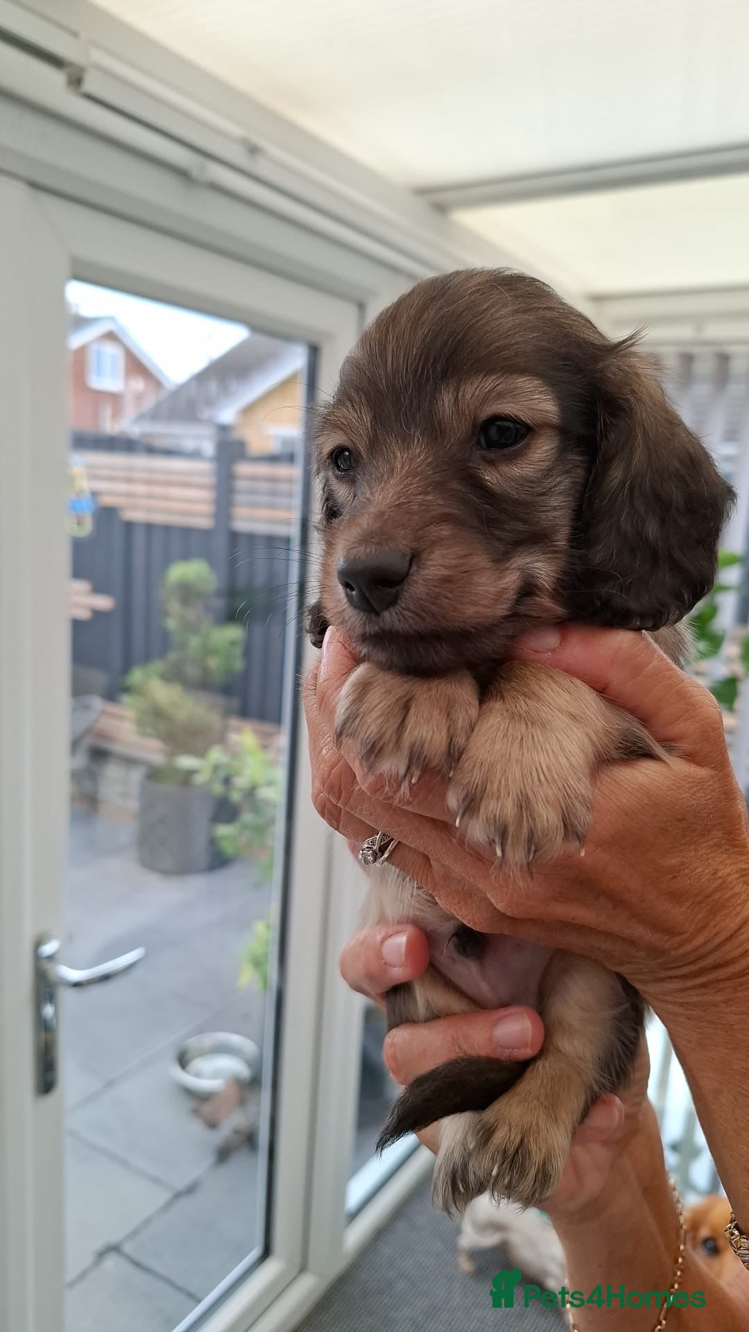 Miniature Dachshund dogs for sale: Mini L/H Dachshund boys - Image 8