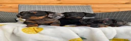 Miniature Dachshund dogs for sale: 3 miniature dachshund 🐾  - Advert 2