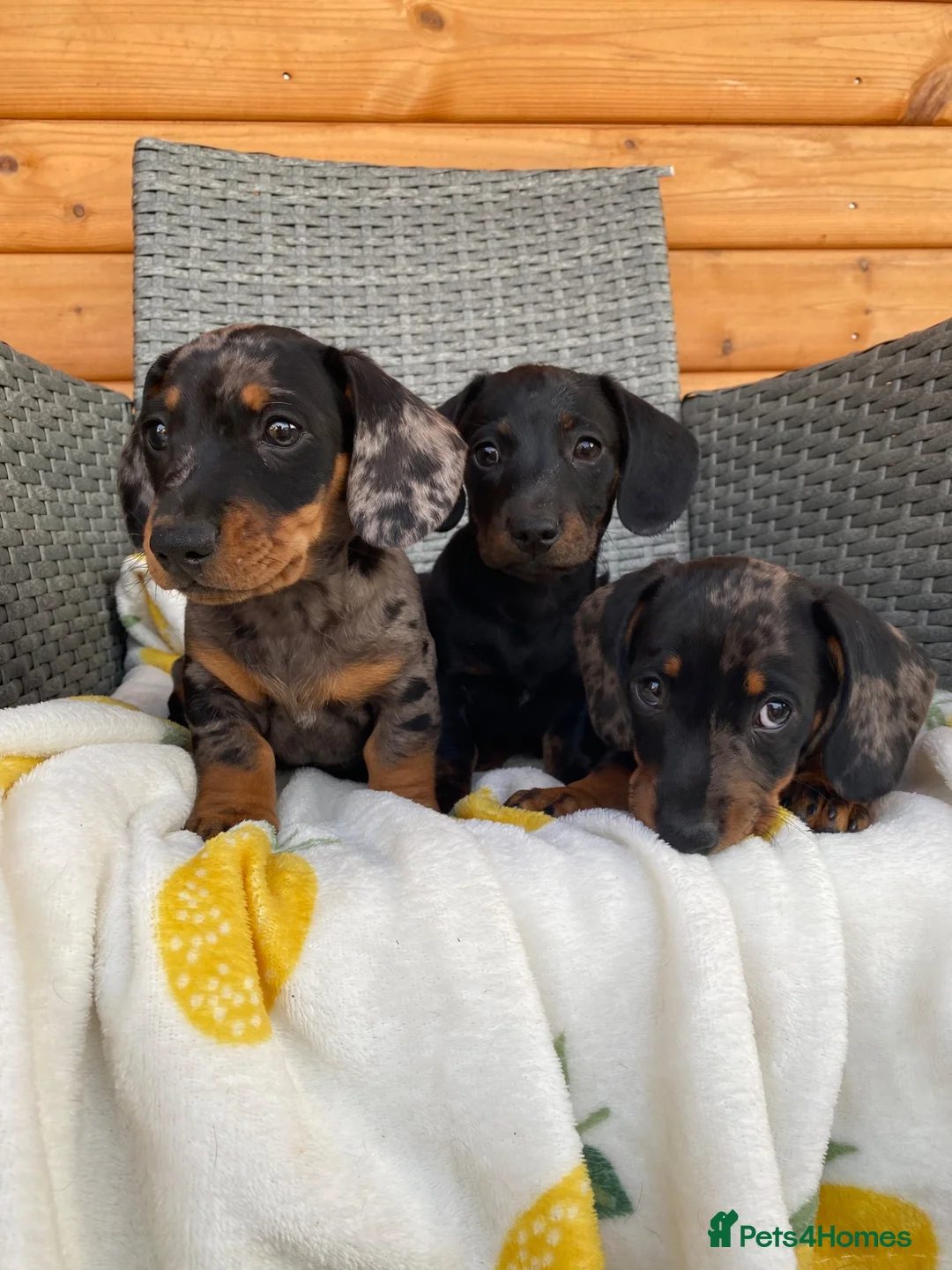 Miniature Dachshund dogs for sale: 3 miniature dachshund 🐾  - Advert 2