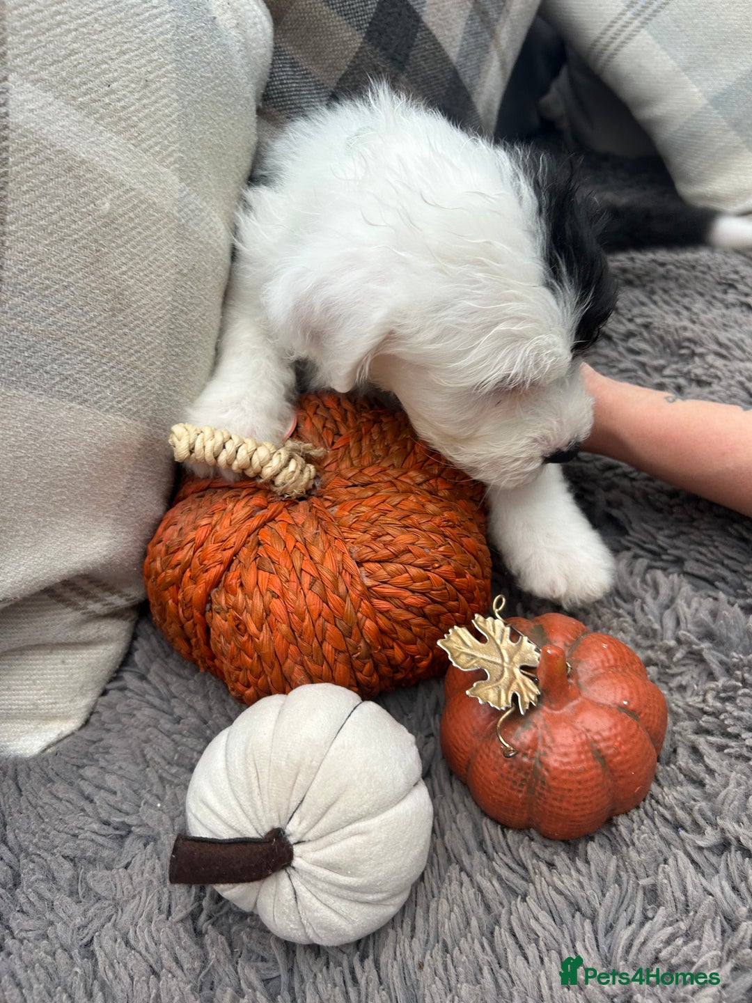 Old English Sheepdog dogs for sale: Outstanding Old English Sheepdog - Image 13