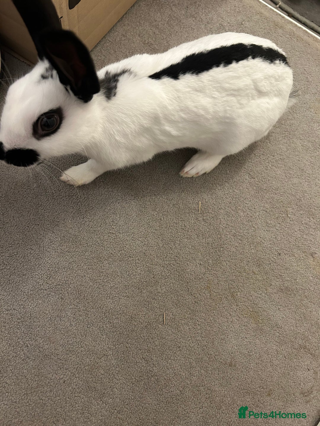 Mixed Breed rabbits for sale: Paired Rabbits for sale - Advert 2