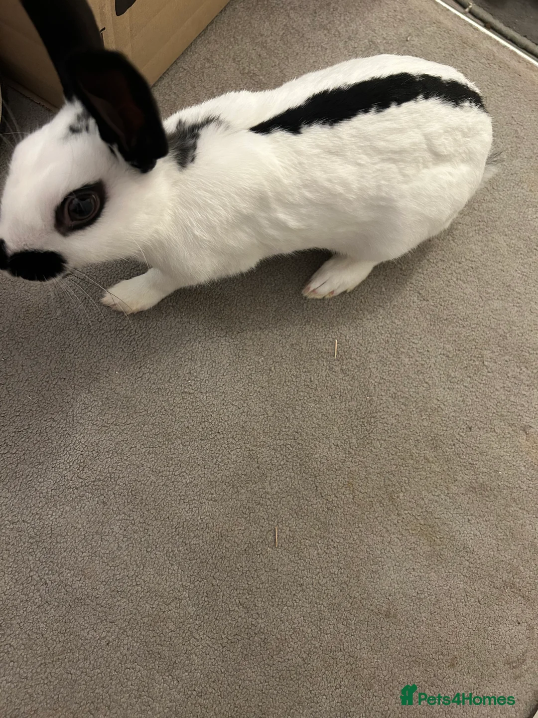Mixed Breed rabbits for sale: Paired Rabbits for sale - Advert 2