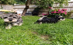 Miniature Schnauzer dogs for sale: Kc mini schnauzer pups for sale  - Image 11