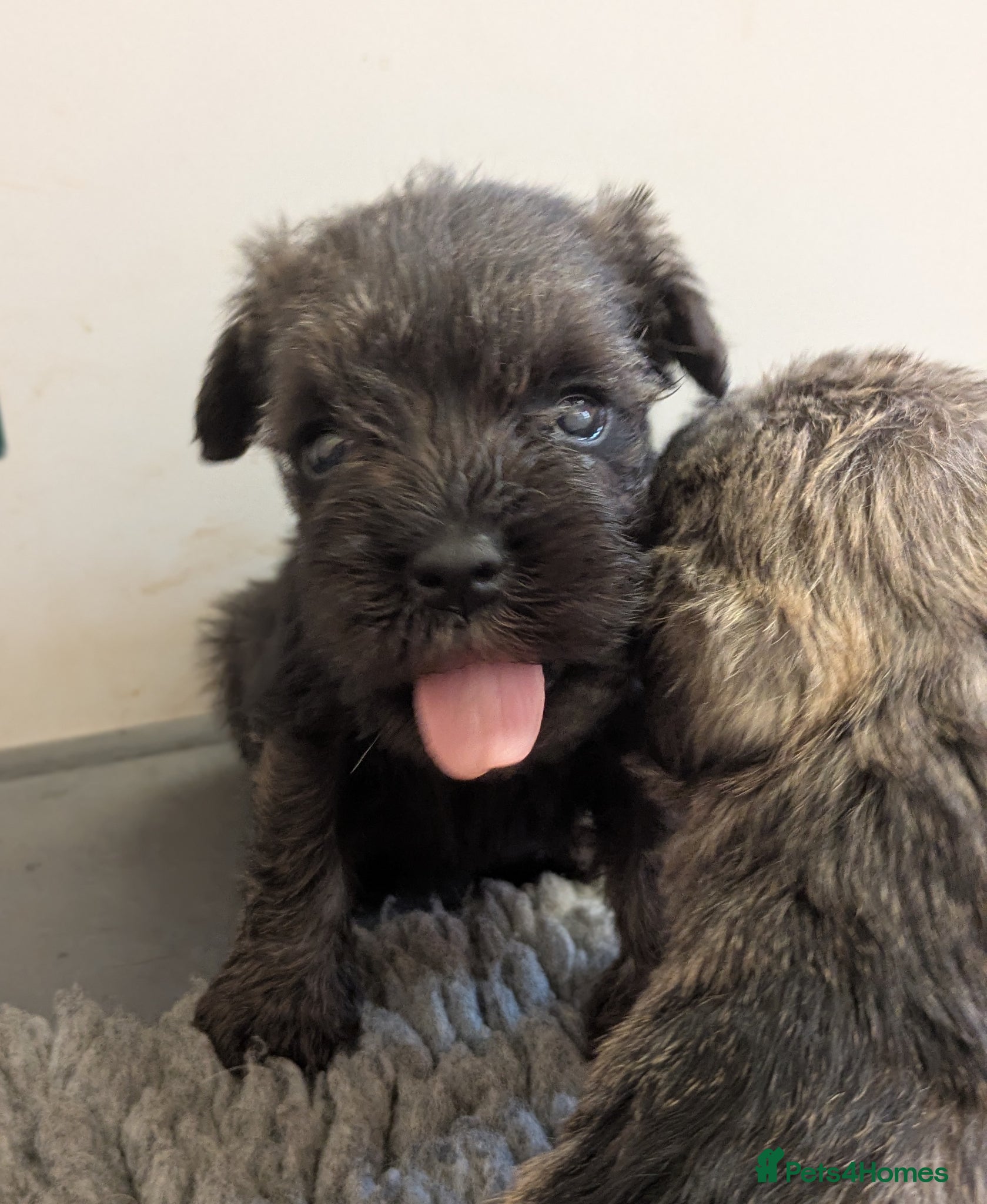 Miniature Schnauzer dogs KC Health tested Miniature Schnauzer Puppies - Advert 8