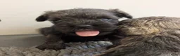 Miniature Schnauzer dogs for sale: KC Health tested Miniature Schnauzer Puppies - Advert 1