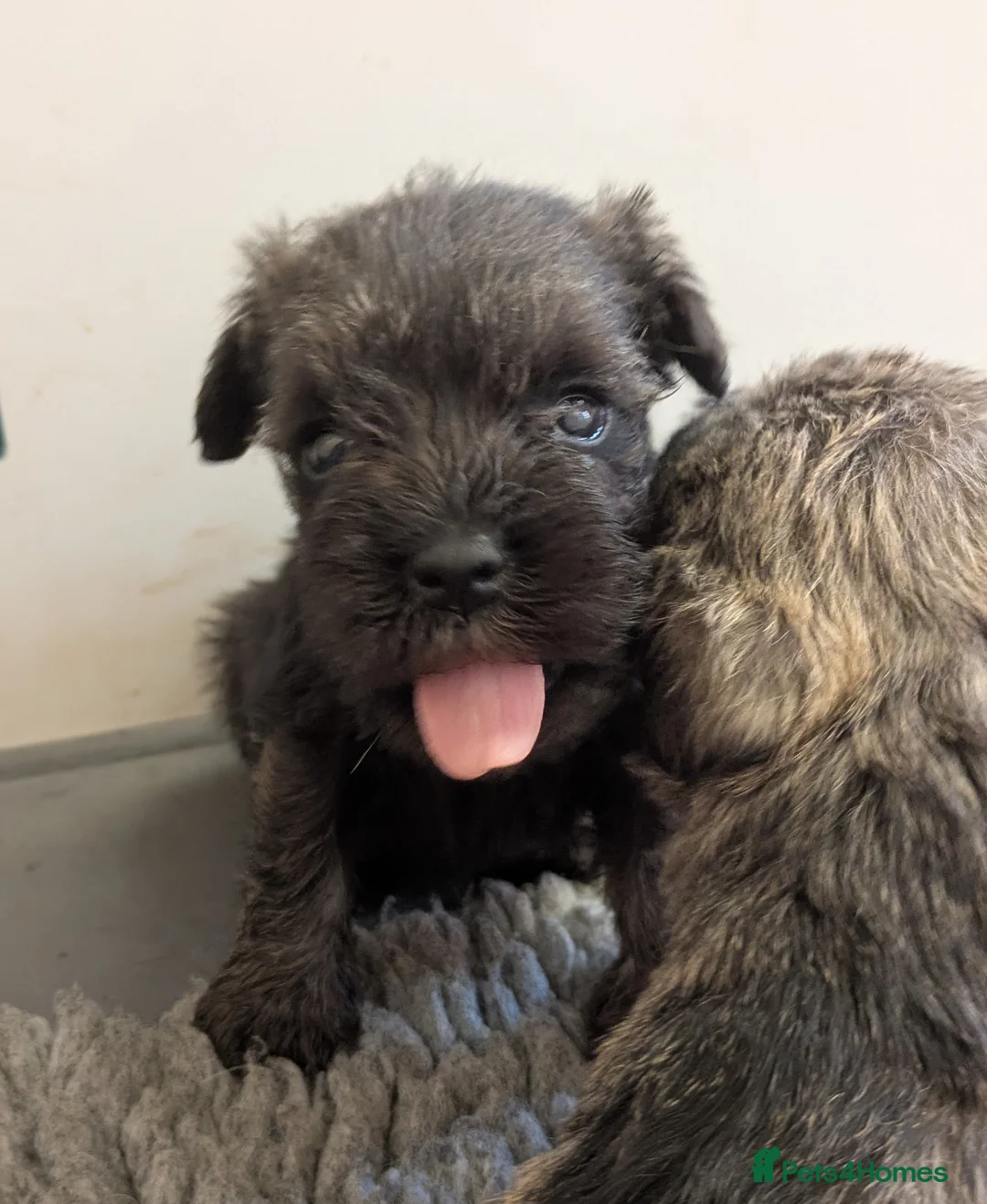 Miniature Schnauzer dogs for sale: KC Health tested Miniature Schnauzer Puppies - Advert 1