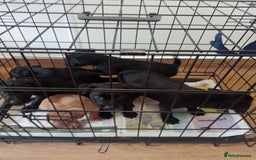 Patterdale Terrier dogs for sale: Patterdale pups for sale ready now - Image 13