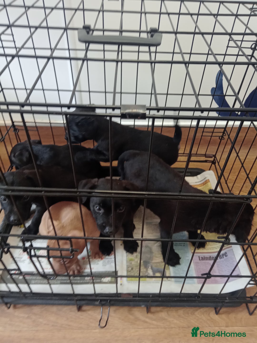 Patterdale Terrier dogs for sale: Patterdale pups for sale ready now - Image 13