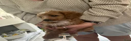 Cockapoo dogs for sale: Cockapoo puppies - Advert 3
