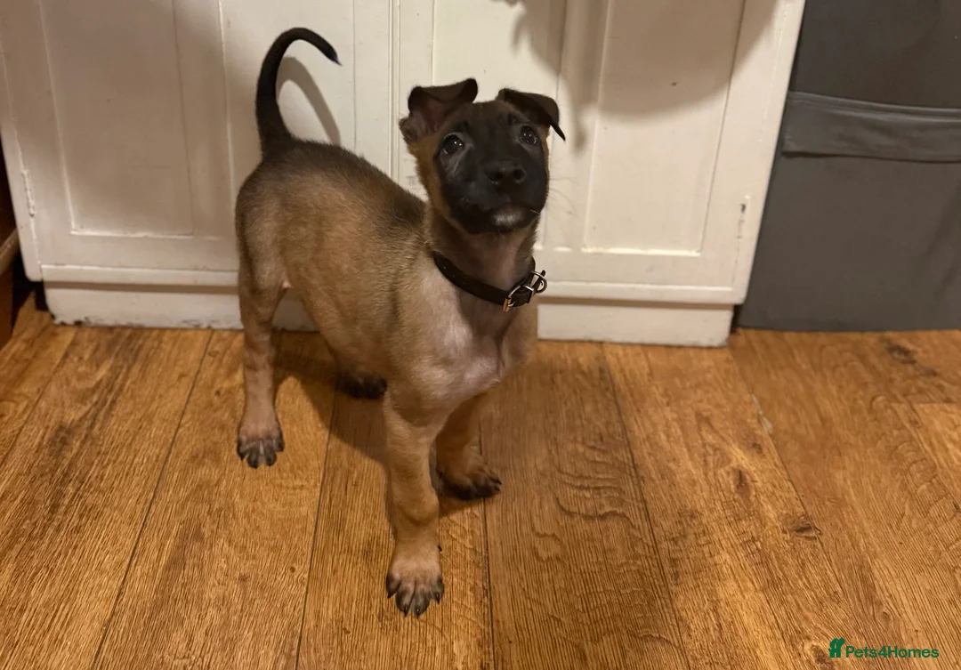 Belgian Shepherd Dog dogs for sale: TOP QUALITY Belgian Malinois Puppies - Advert 9