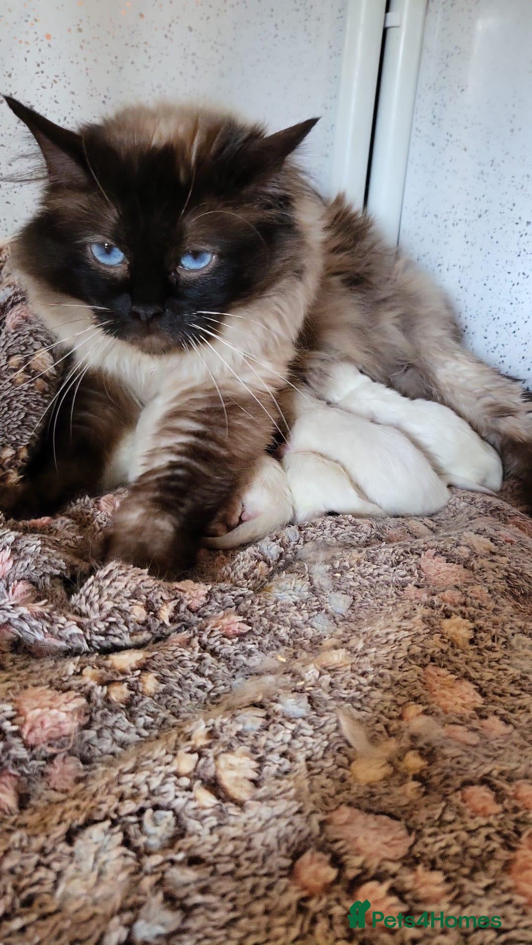Ragdoll cats GCCF Registered Ragdoll Kittens  - Advert 1