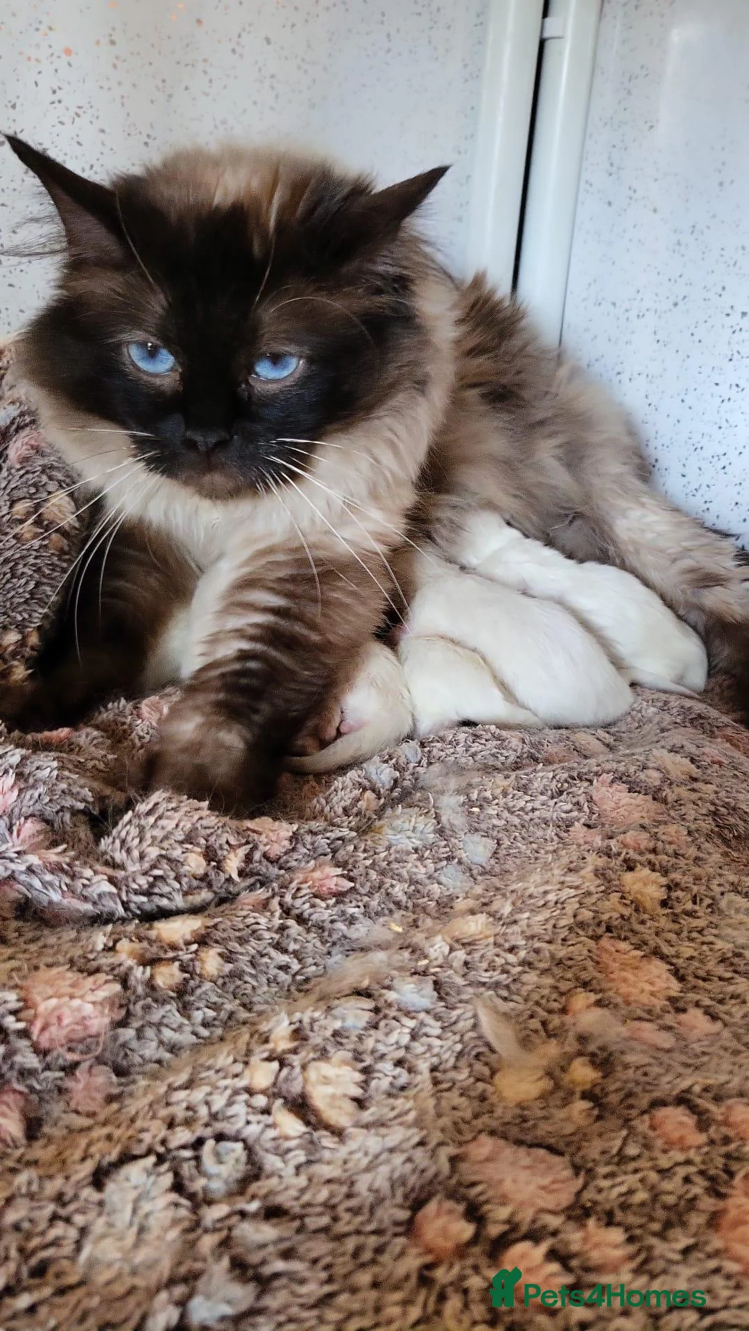 Ragdoll cats for sale: GCCF Registered Ragdoll Kittens  - Advert 1