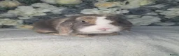 Mini Lop rabbits for sale: Blue harli doe needing retirement pet home  - Advert 3