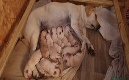 Mixed Breed dogs for sale: Double Doodle puppies  - Image 21